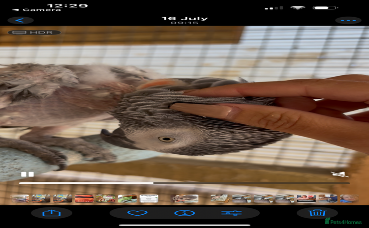 Parrots birds - Advert 1
