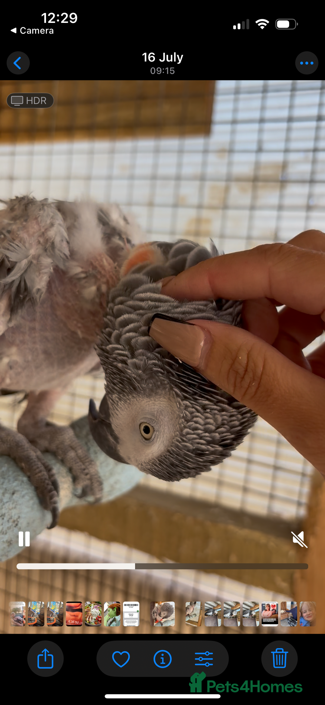 Parrots birds for sale: Parrot - Image 1