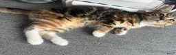Mixed Breed cats for sale: Half Maine-coon mixed with tabby Kitten in Swindon - Advert 23