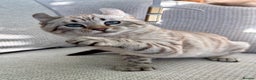 Keetso cats for sale: Super wild looking poly curled eared leopard  - Advert 5