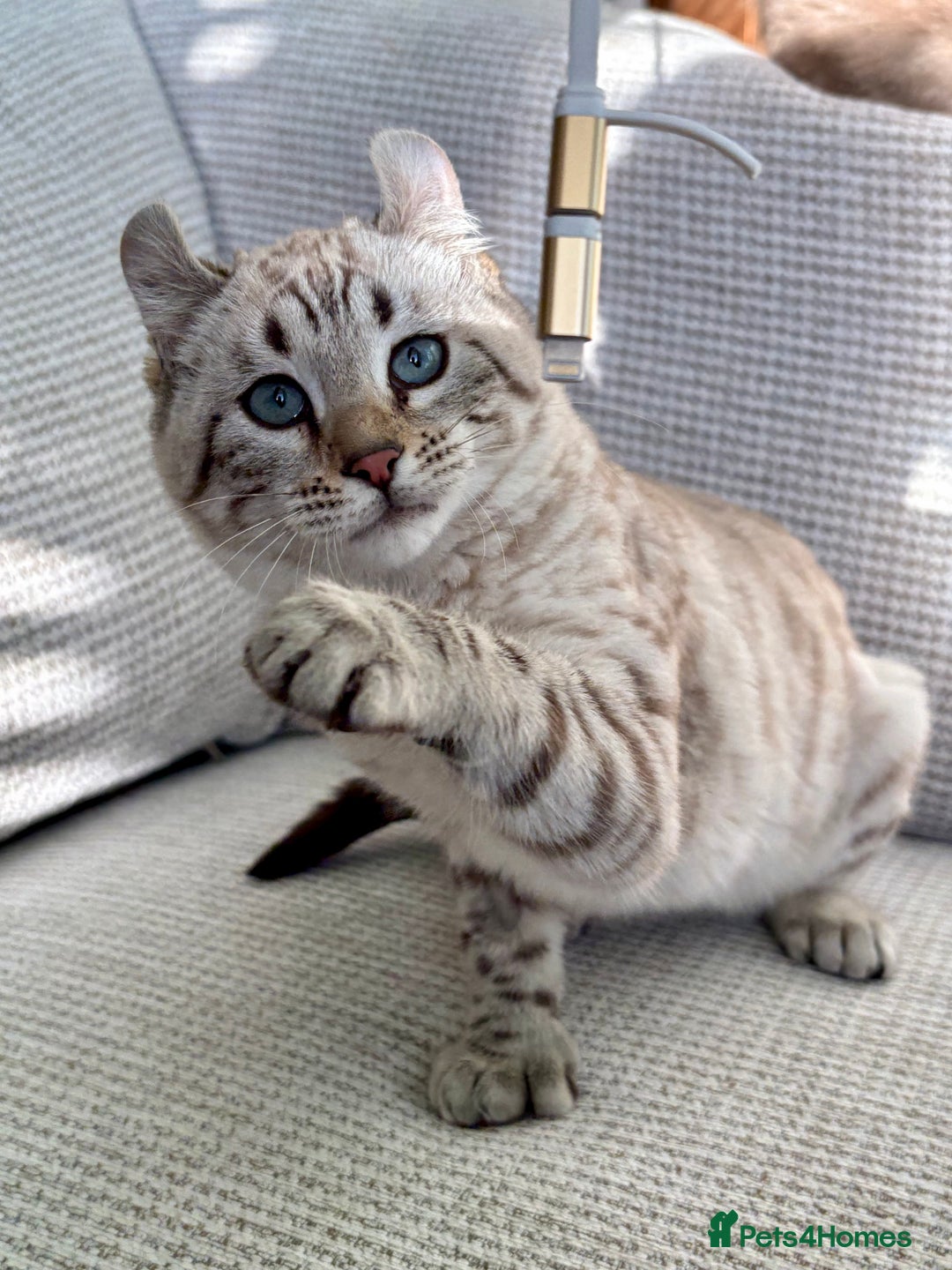 Keetso cats for sale: Super wild looking poly curled eared leopard  - Advert 5