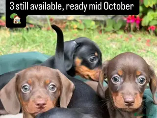 Miniature Dachshund dogs Miniature Dachshund Puppies for Sale - Advert 2