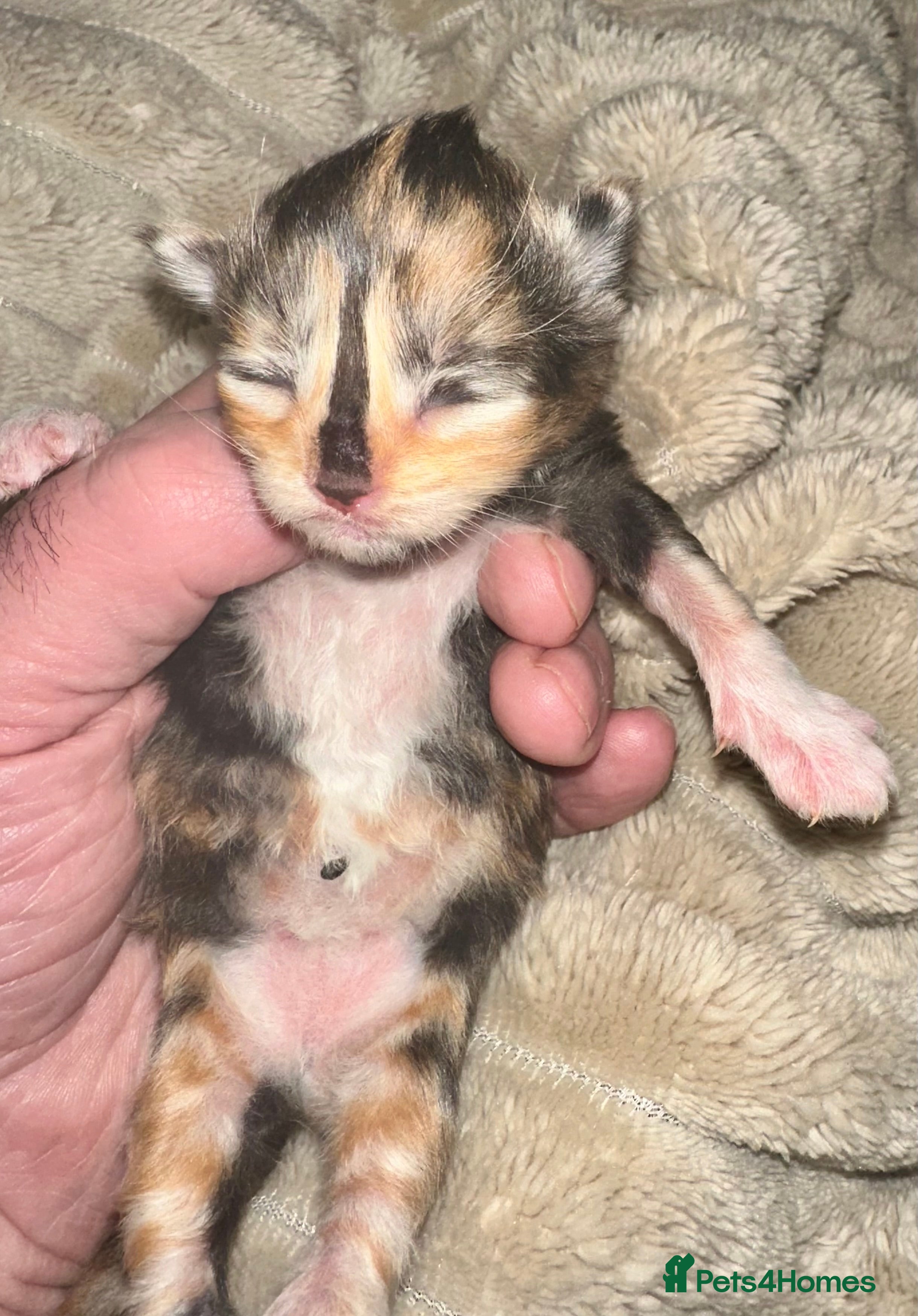 Ragcoon cats Ragdoll x Maine Coons - Advert 7