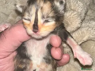 Ragcoon cats Ragdoll x Maine Coons - Advert 7