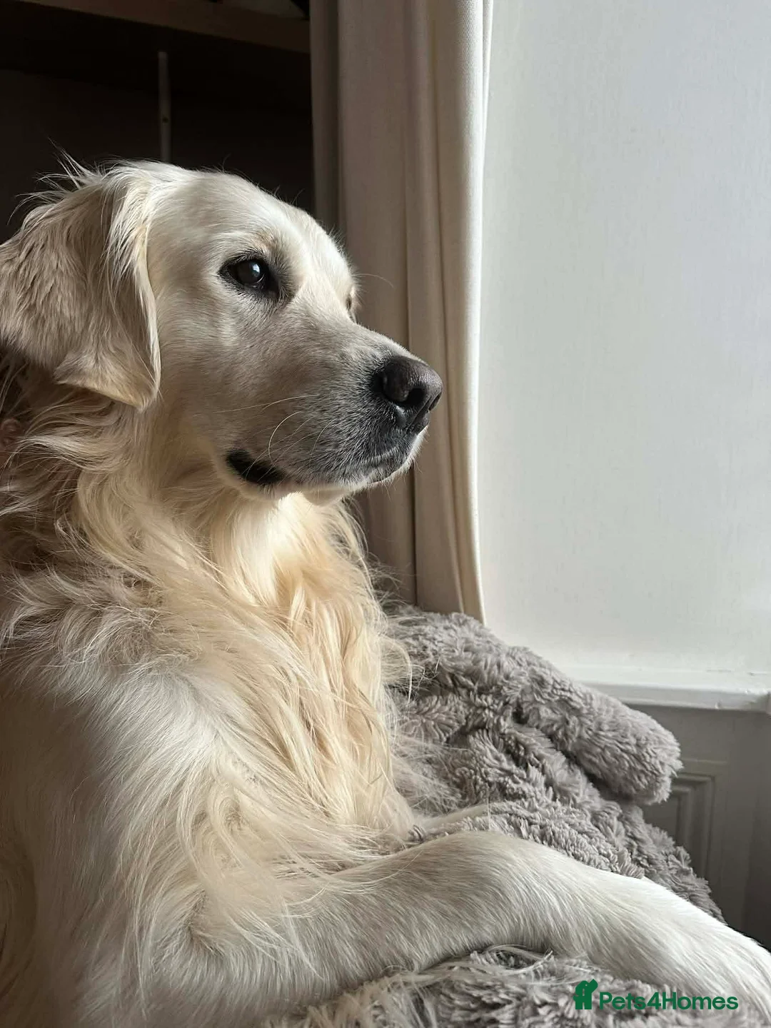 Goldador dogs for sale: Stunning Goldador Litter expected - Advert 3