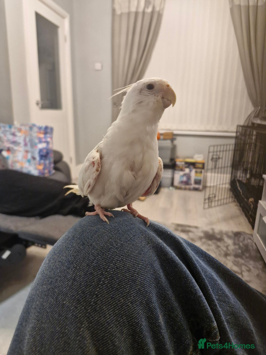 Cockatiels birds for sale: Cockatiel  - Advert 8