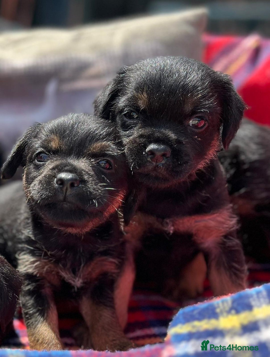 Border Terrier dogs for sale: Beautiful border terrier pups for sale In Kent - Image 7