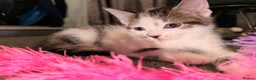 Mixed Breed cats for sale: 3 Beautiful Tabby & White Kittens - Advert 11