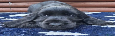 Cocker Spaniel 3