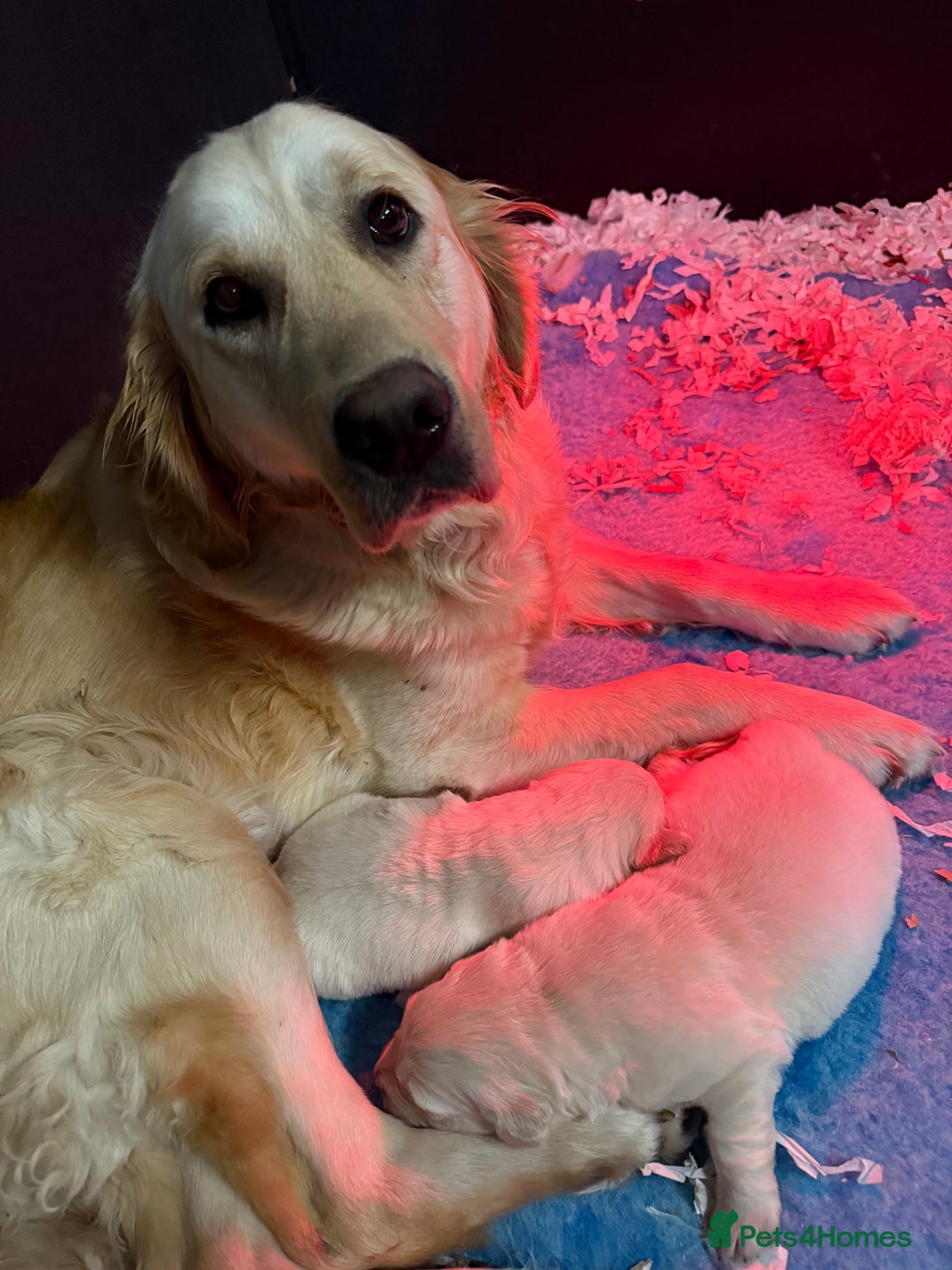 Golden Retriever dogs for sale: 🌸 One gorgeous girl 🌸 - Advert 7