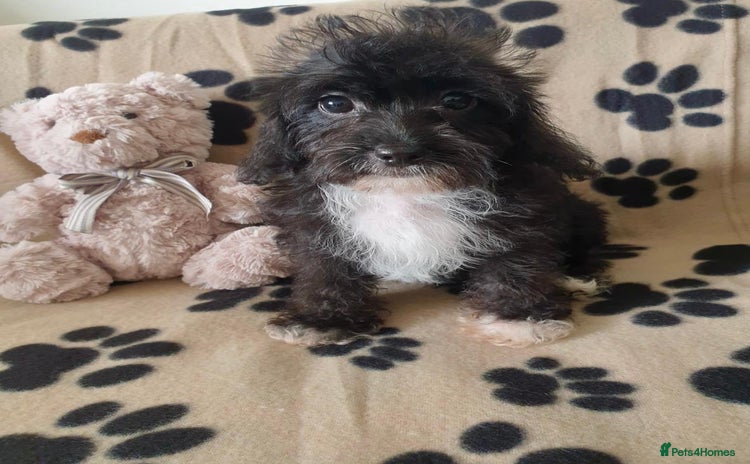 Maltipoo dogs - Advert 3