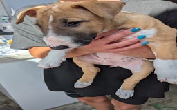 Bull Terrier dogs for sale: Female KC English bull terrier  - Image 4