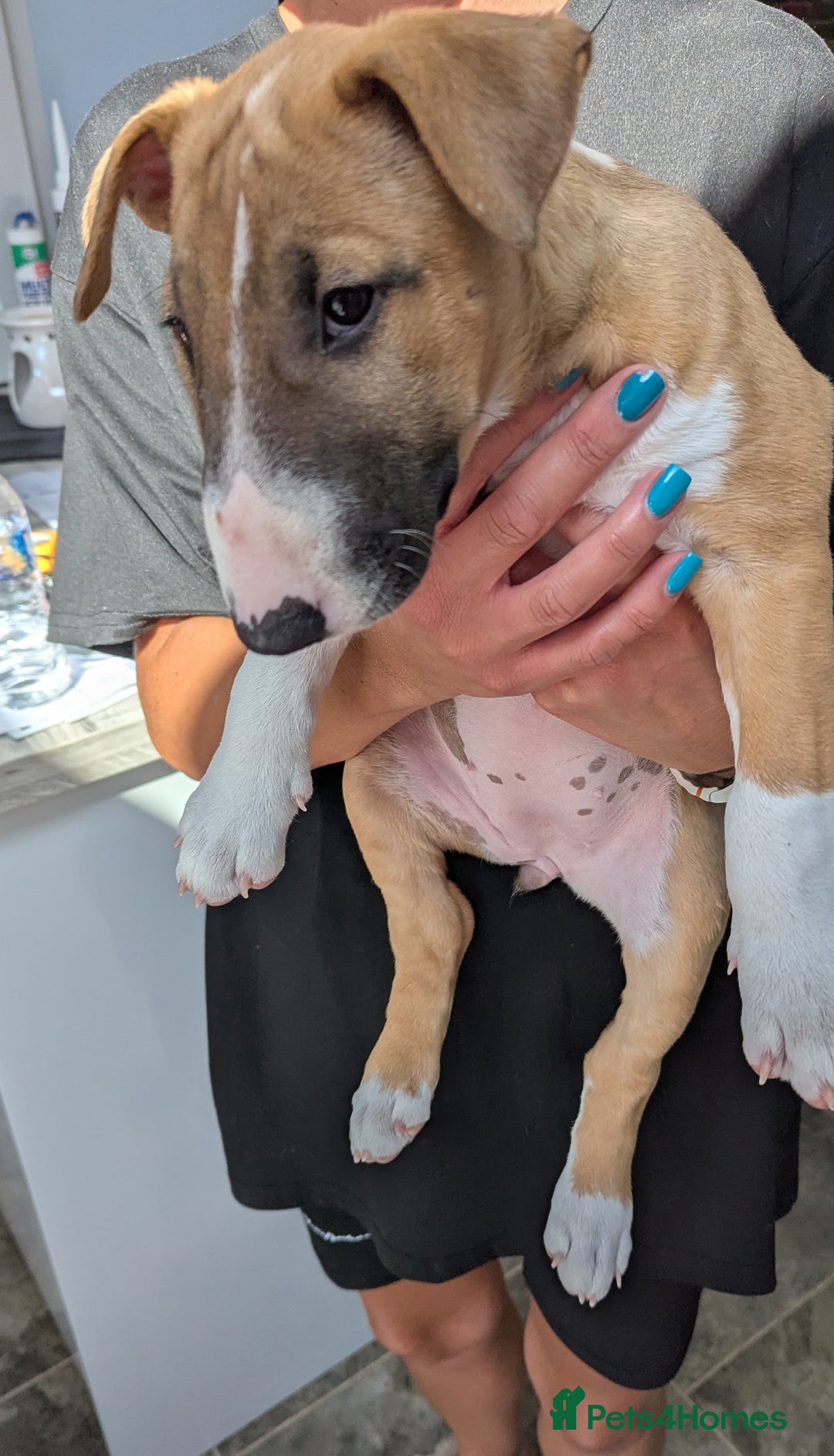 Bull Terrier dogs for sale: Female KC English bull terrier  - Image 4