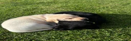 Labrador Retriever dogs for sale: Well handled Labrador puppies need a loving home - Advert 19