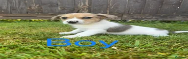 Mixed Breed Puppy 8