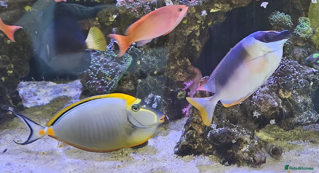 Other/Mixed Breed fish for sale: Large Marine fish in Sale - Advert 2