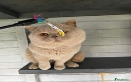 British Shorthair cats for stud: 💙 GCCF & TICA STUD RARE FAWN CINNAMON GENE  💙 in Derby - Image 2