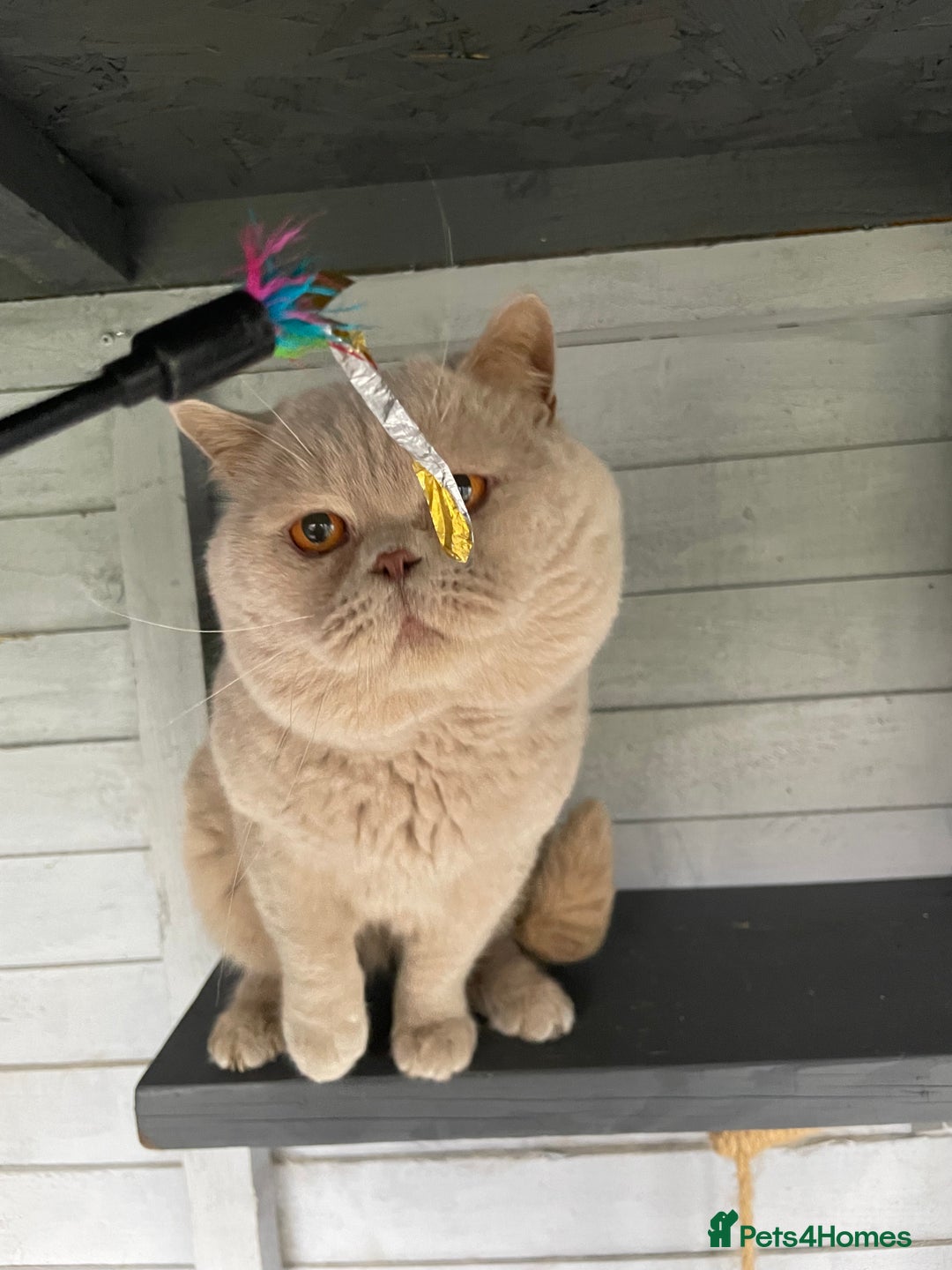 British Shorthair cats for stud: 💙 GCCF & TICA STUD RARE FAWN CINNAMON GENE  💙 in Derby - Image 2