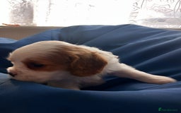 Cavalier King Charles Spaniel dogs for sale: 4 beautiful king charles boys  - Image 11