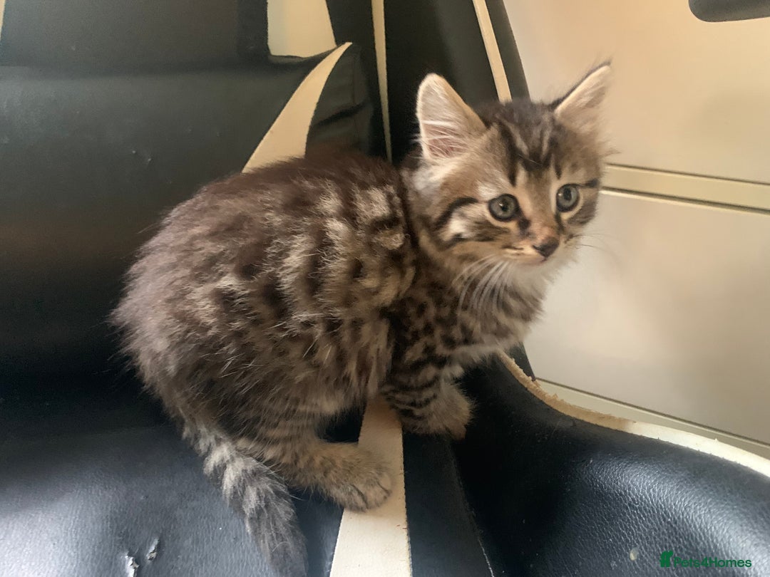 Mixed Breed cats for sale: Five Gorgeous Kittens available now ! - Image 22