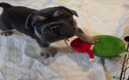 French Bulldog dogs for sale: 3x beautiful girl french bulldog puppies  - Advert 21