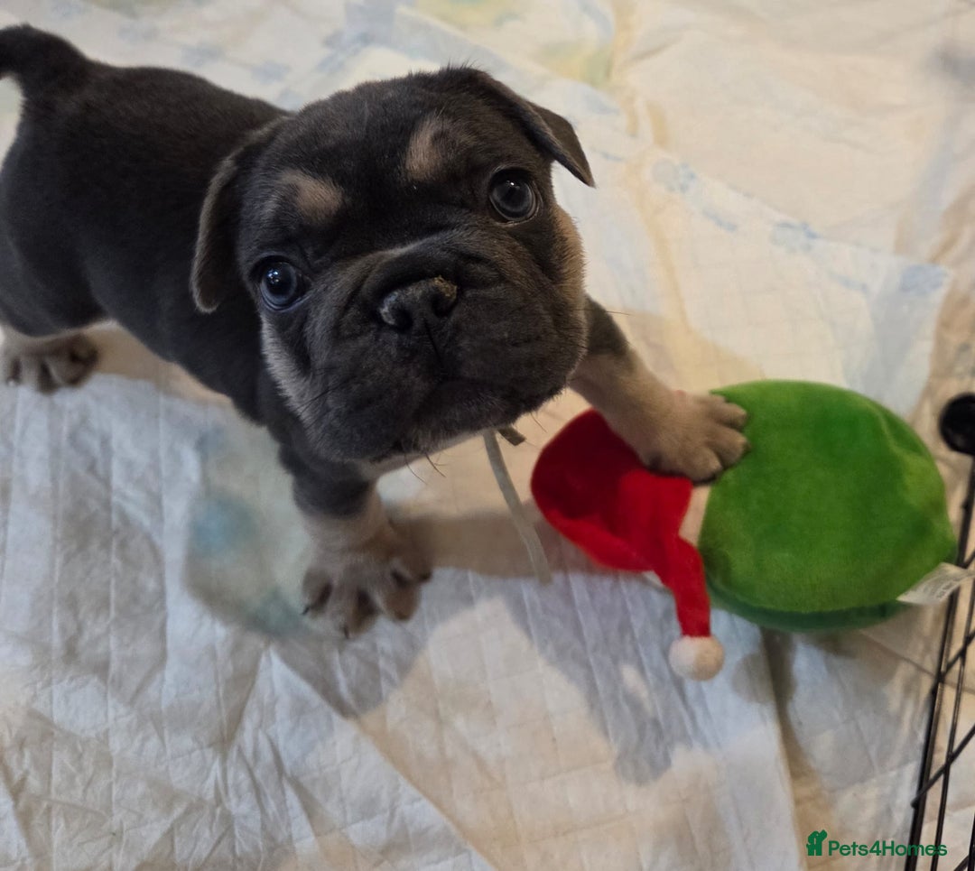 French Bulldog dogs for sale: 3x beautiful girl french bulldog puppies  - Advert 21
