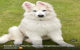 German Shepherd dogs for stud: Blue kc gsd stud  in Oldham - Image 18