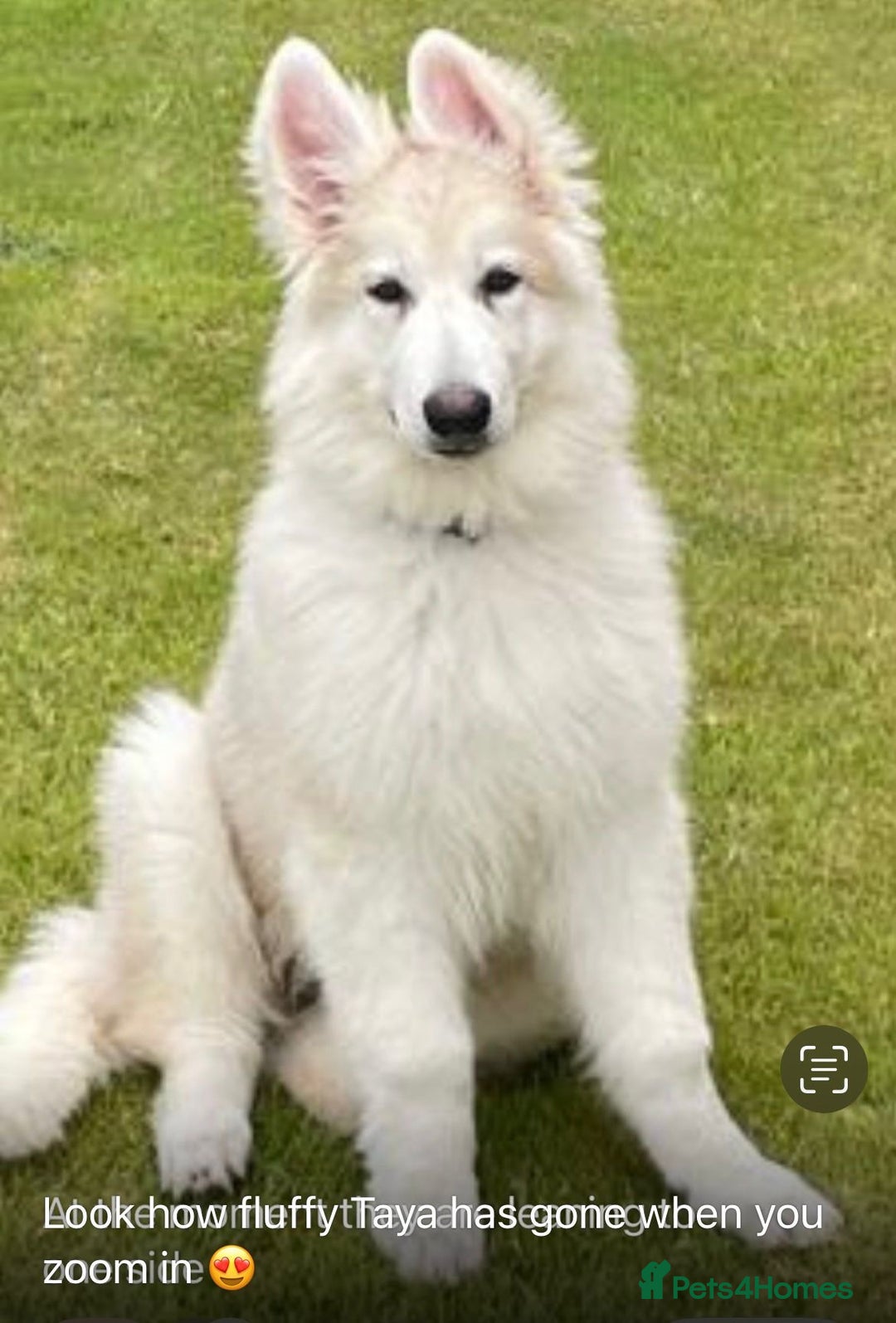 German Shepherd dogs for stud: Blue kc gsd stud  in Oldham - Image 18
