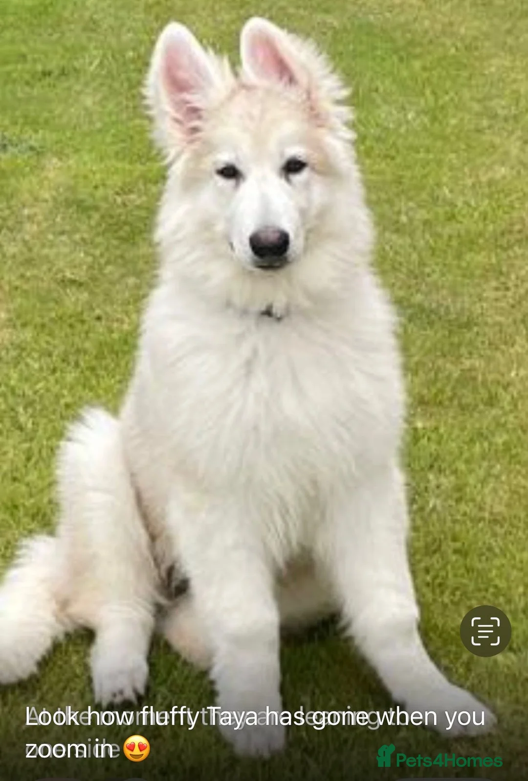 German Shepherd dogs for stud: Blue kc gsd stud  in Oldham - Advert 18