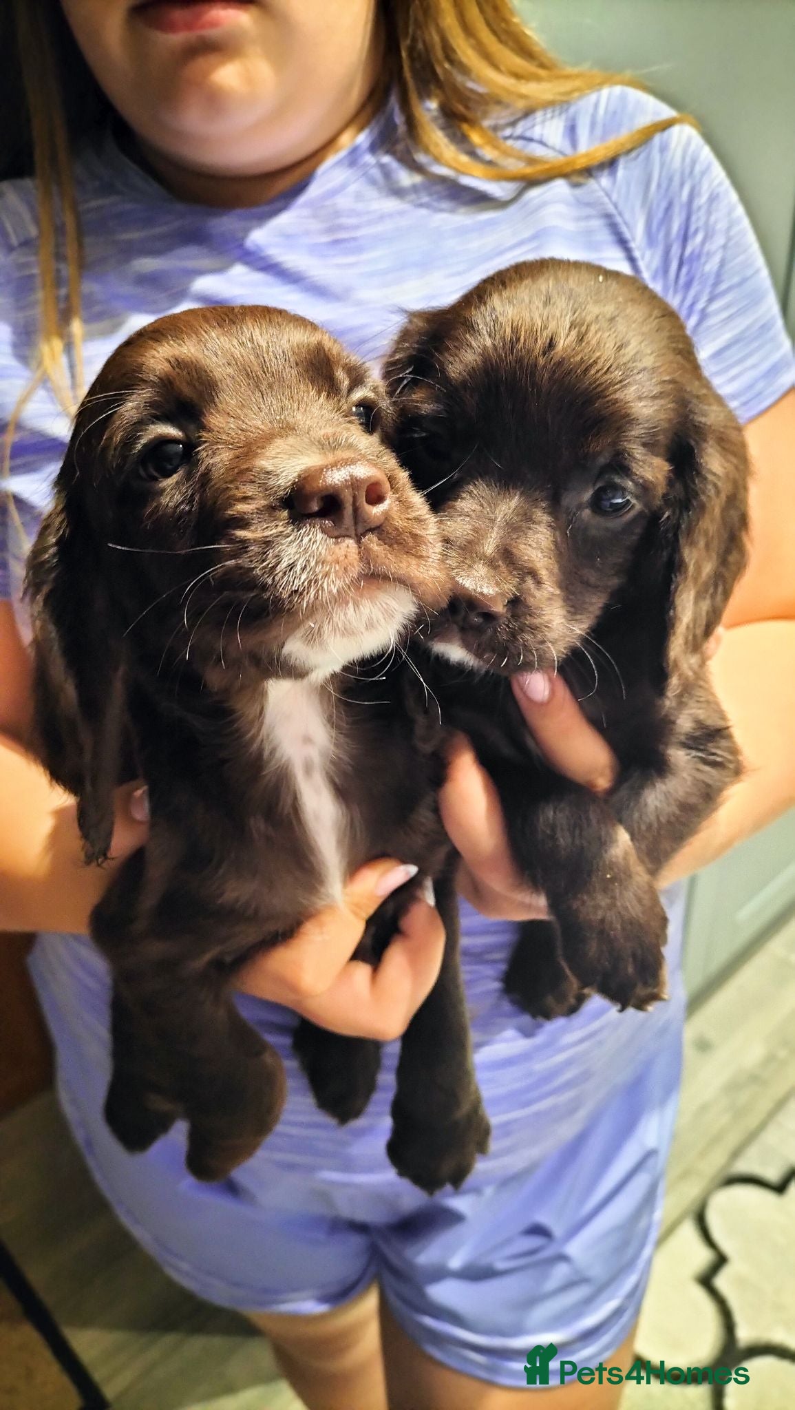 Sprocker dogs Sprocker pups - Advert 1