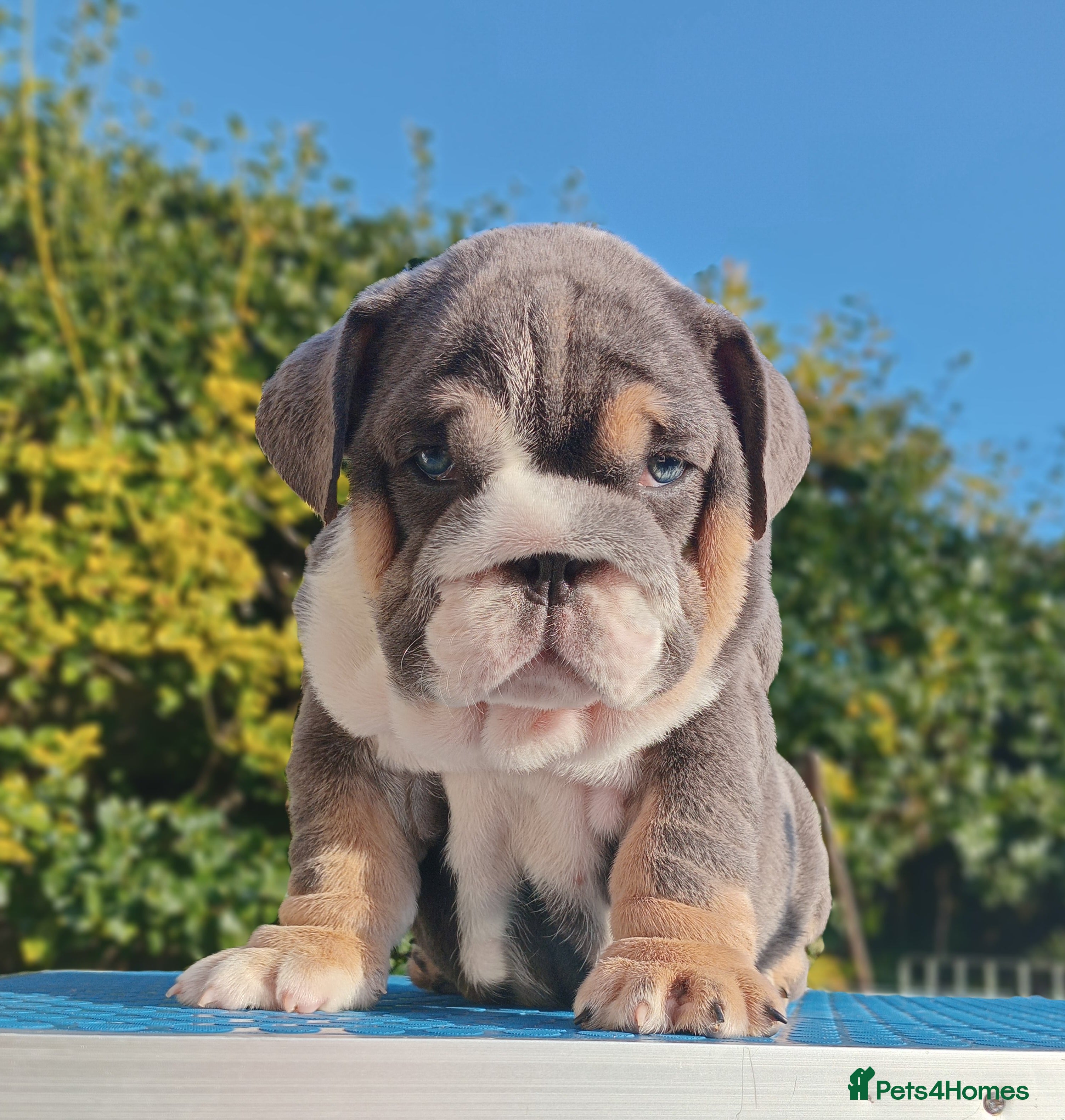 English Bulldog dogs PEDIGREE KC REGISTERED ENGLISH BULLDOGS - Advert 4