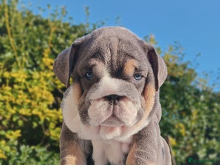 English Bulldog dogs PEDIGREE KC REGISTERED ENGLISH BULLDOGS - Advert 4