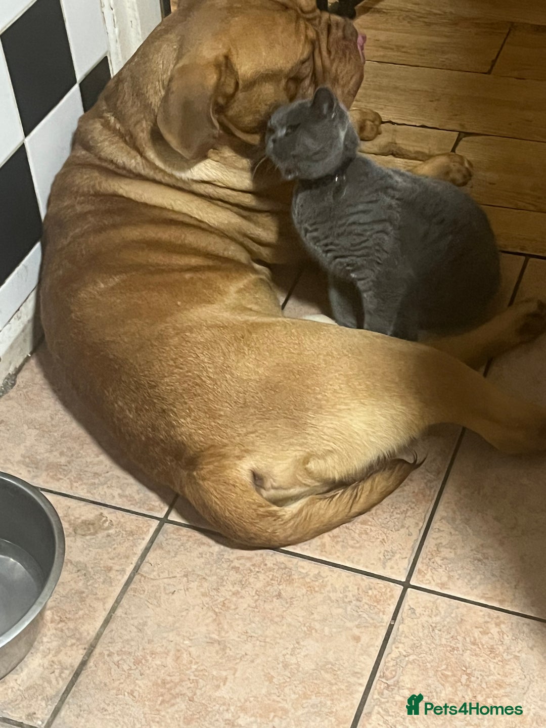 British Shorthair cats for sale: British Shorthair babies  - Image 22