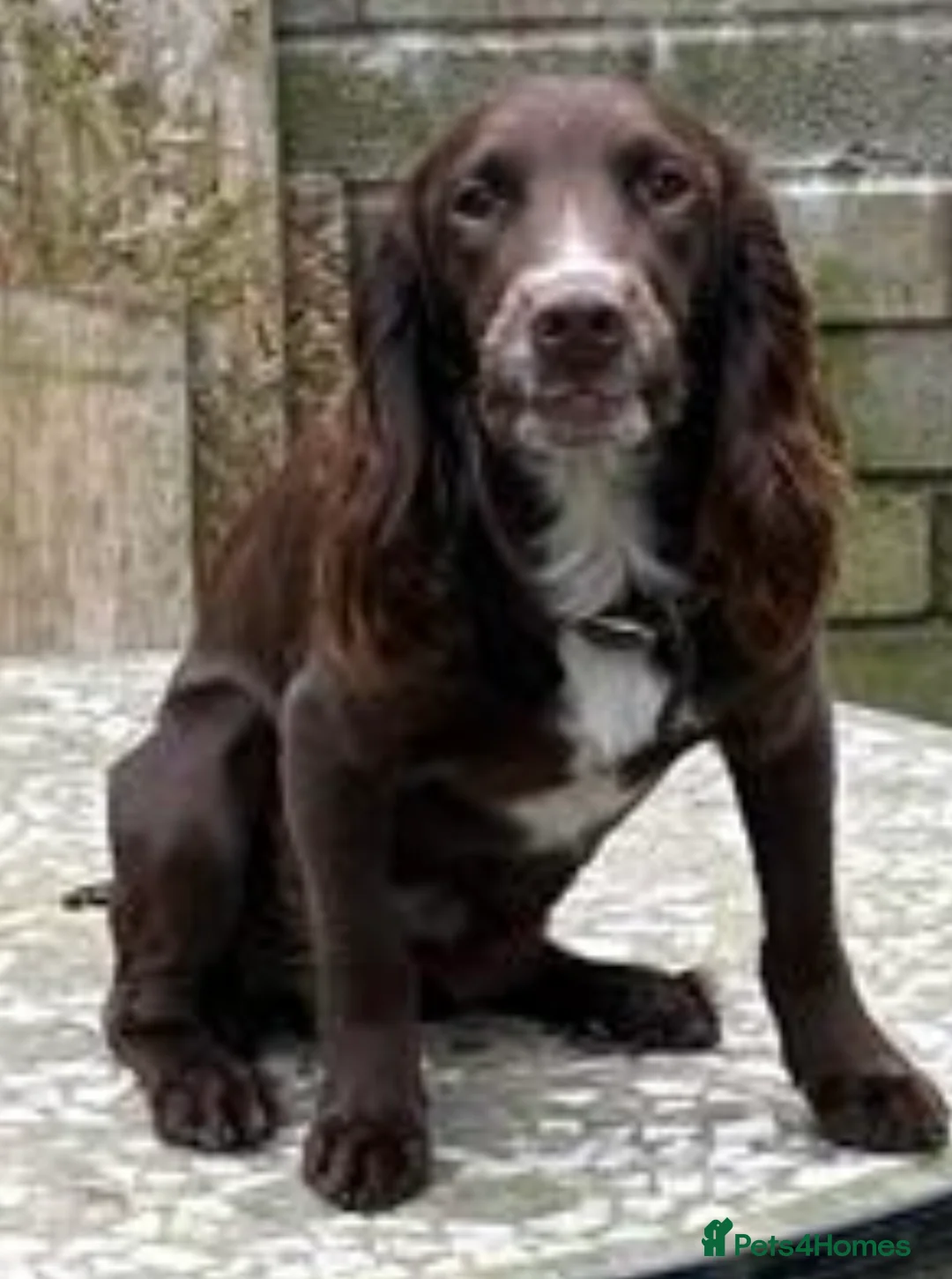 Cocker Spaniel dogs for stud: Cocker spaniel stud in Glossop - Advert 5