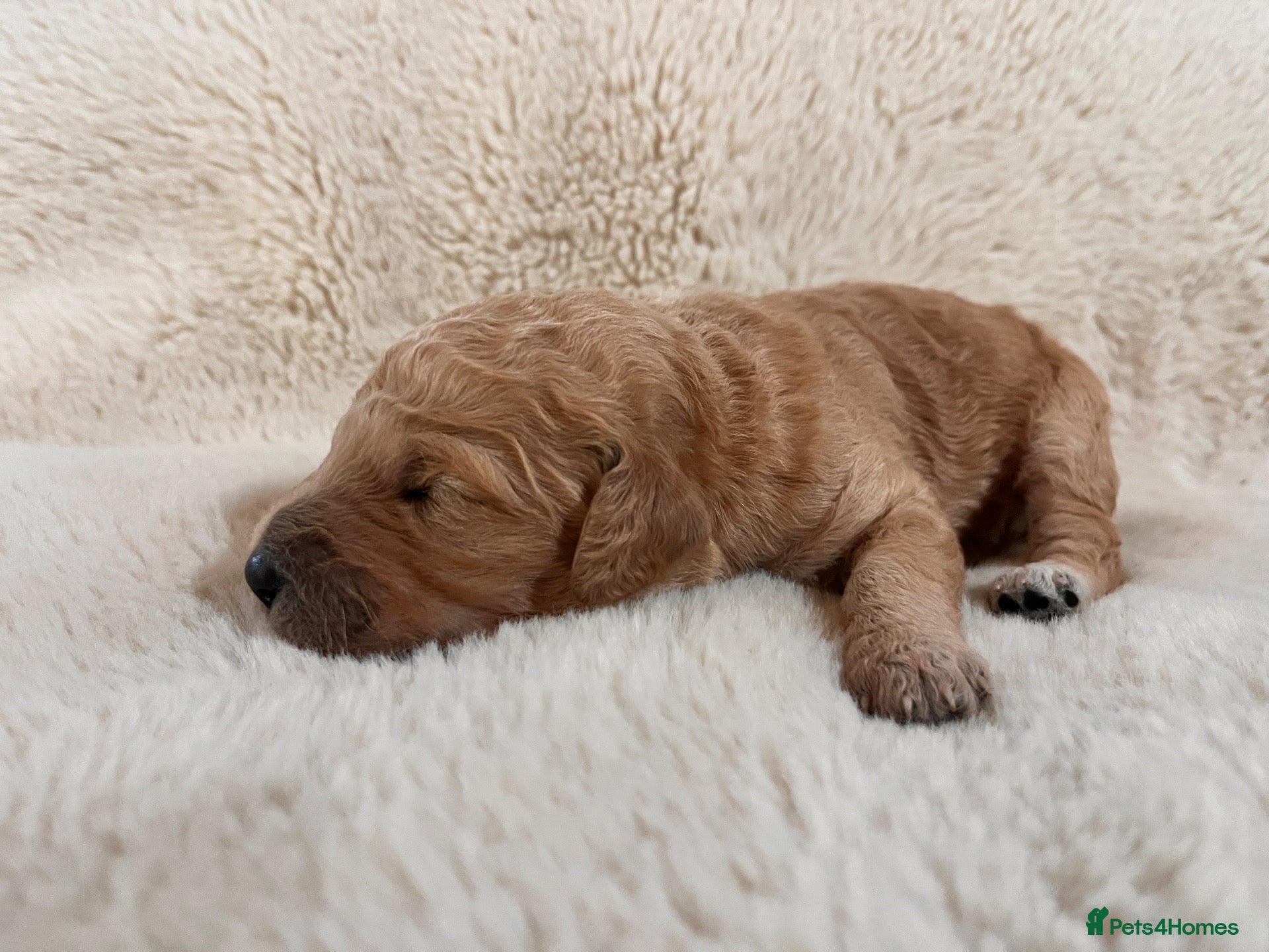 Goldendoodle dogs GoldenDoodle F1b  - Advert 2