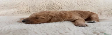 Goldendoodle 6