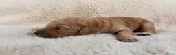 Goldendoodle dogs for sale: GoldenDoodle F1b  - Advert 2