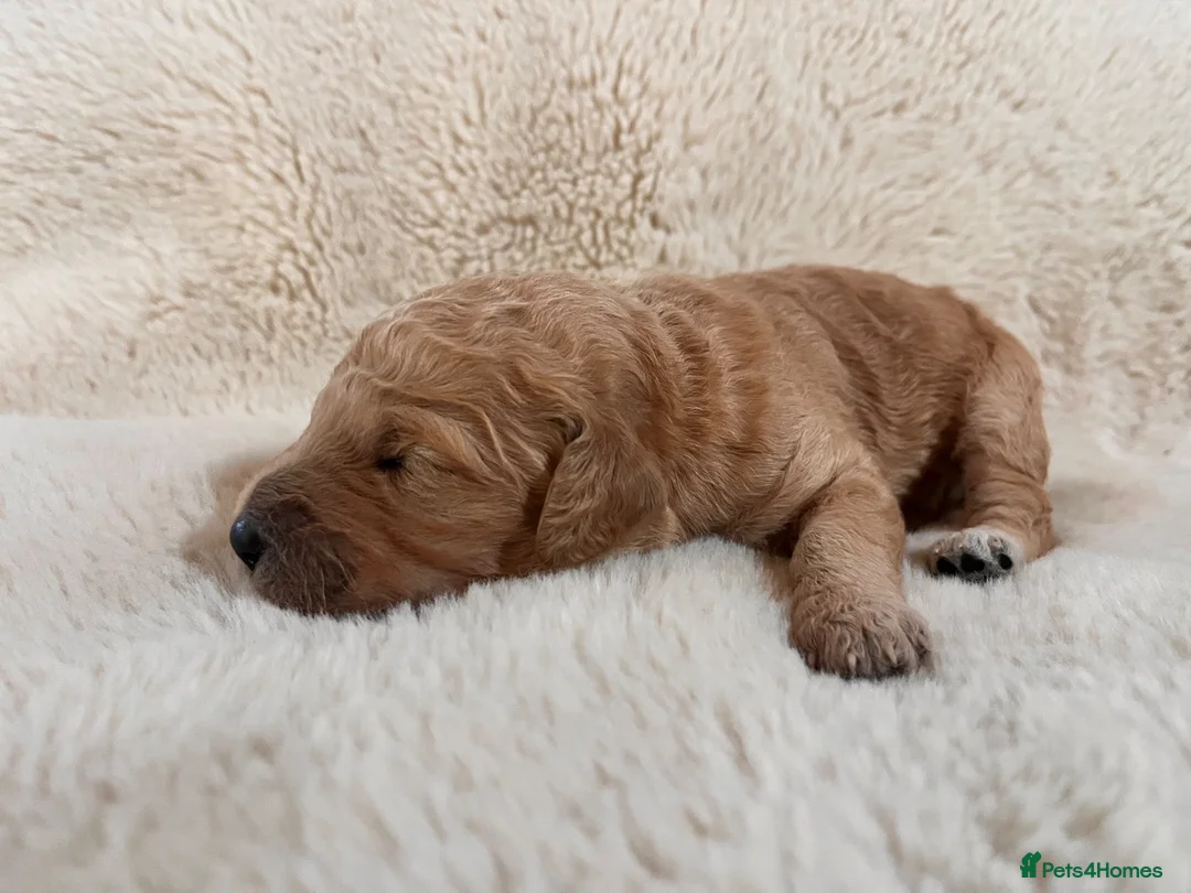 Goldendoodle dogs for sale: GoldenDoodle F1b  - Advert 2