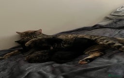 Mixed Breed cats for sale: Adorable female kitten and her mother! ASAP - Image 8