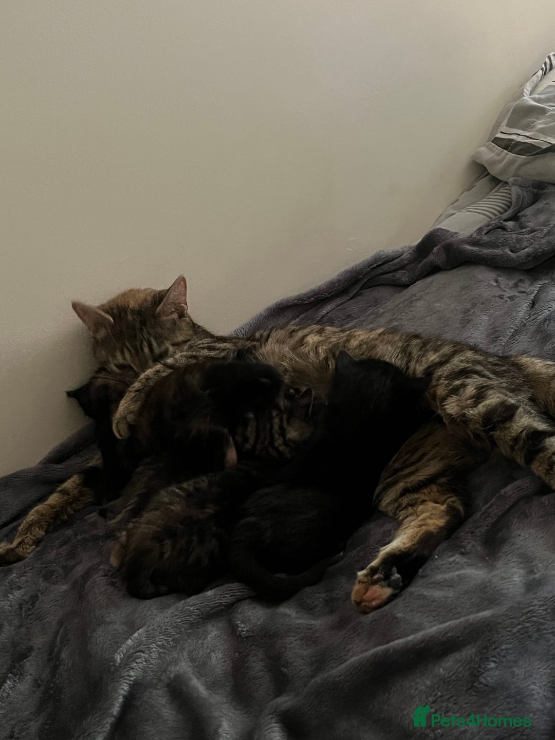 Mixed Breed cats for sale: Adorable female kitten and her mother! ASAP - Image 8