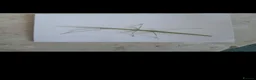 Stick Insects invertebrates for sale: Indian stick insects for sale  - Advert 1