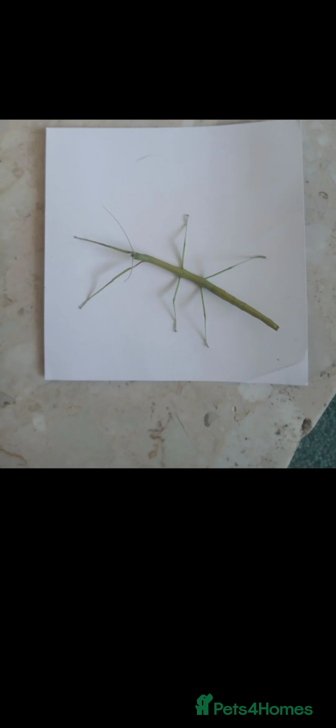 Stick Insects invertebrates for sale: Indian stick insects for sale  - Advert 1