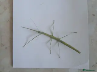 Stick Insects invertebrates Indian stick insects for sale - Advert 3