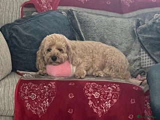 Cockapoo dogs Lexie - Advert 1