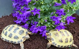 Tortoise reptiles for sale: Horsfield tortoise for sale,Setups also available  - Image 4