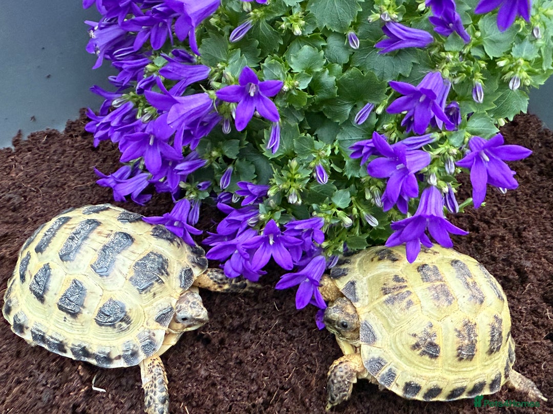 Tortoise reptiles for sale: Horsfield tortoise for sale,Setups also available  - Image 4