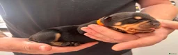 Rottweiler dogs for sale: 7 Rottweiler puppies  - Advert 13