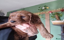 Mixed Breed dogs for sale: Vizslapoo/ Cockapoo puppies - Image 2