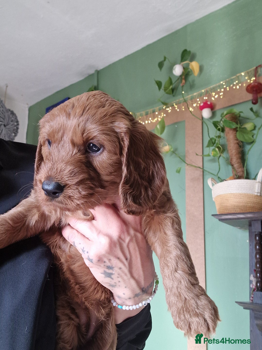 Mixed Breed dogs for sale: Vizslapoo/ Cockapoo puppies - Image 2