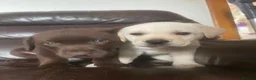 Labrador Retriever dogs for sale: Gorgeous Labrador puppies 8 weeks old  - Advert 8